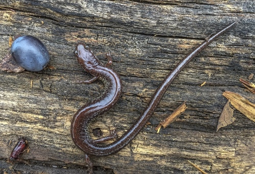 Northern Ravine Salamander