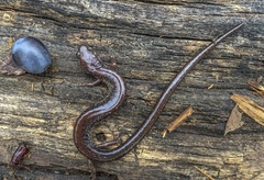 Plethodon electromorphus