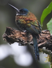 Galbula chalcothorax