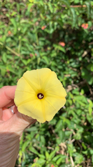 Ipomoea ochracea