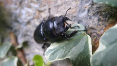 Dorcus nepalensis