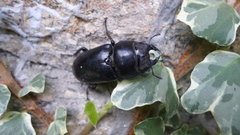 Dorcus nepalensis