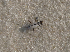 Habroscelimorpha dorsalis saulcyi