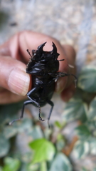 Dorcus nepalensis