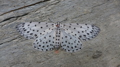 Antipercnia belluaria