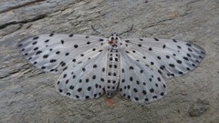 Antipercnia belluaria