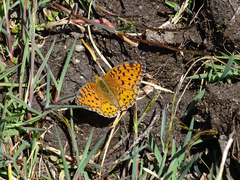 Argynnis niobe