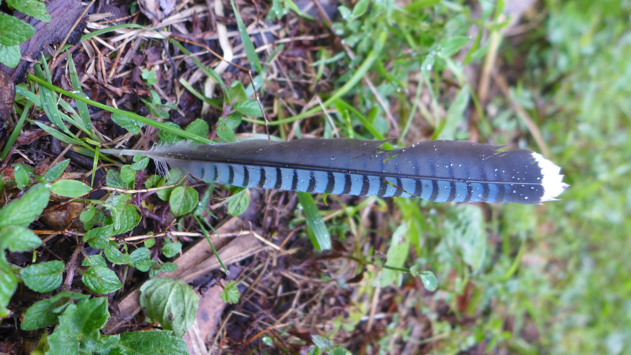 Black-headed Jay (Garrulus lanceolatus)