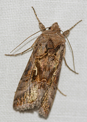Autographa gamma