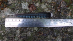 Garrulus lanceolatus