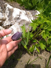 Fritillaria latifolia
