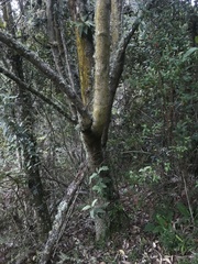 Critoniopsis