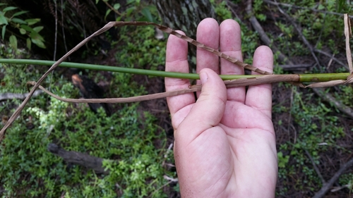 Image of Juncus paludosus by (c) Jay Horn, some rights reserved (CC BY)