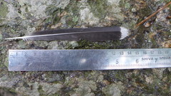 Garrulus lanceolatus