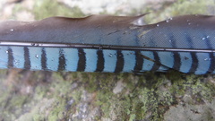 Garrulus lanceolatus