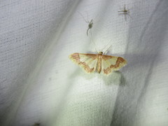 Idaea basinta