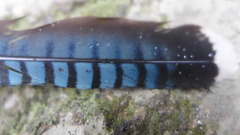 Garrulus lanceolatus