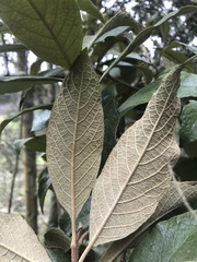 Critoniopsis