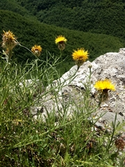 Centaurea ceratophylla