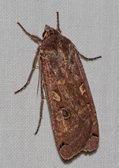 Noctua pronuba