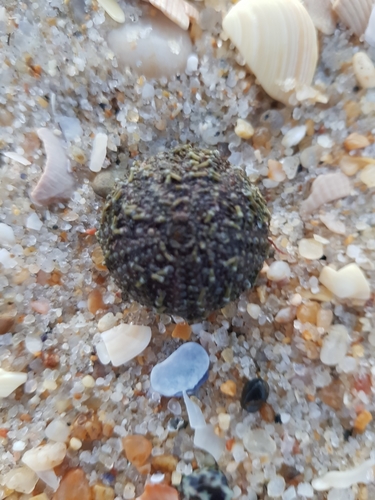 photo of Atlantic Purple Sea Urchin (Paracentrotus lividus)