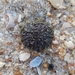 photo of Atlantic Purple Sea Urchin (Paracentrotus lividus)