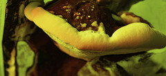 Ganoderma lucidum