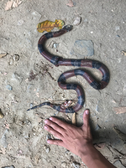 Lampropeltis micropholis