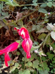 Salvia fulgens