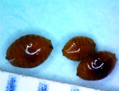 Phytomyza aquilegivora