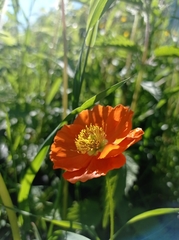 Papaver lapponicum