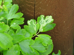 Phytomyza aquilegivora