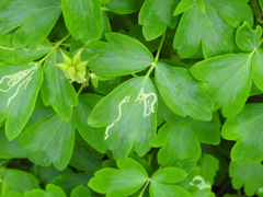 Phytomyza aquilegivora
