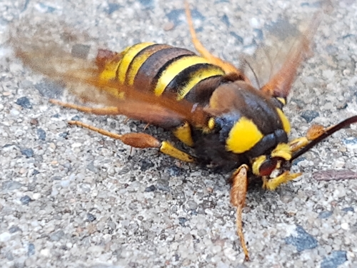 Hornet Moth, 1625 CR Hoorn, Nederland, photo 8 of 10