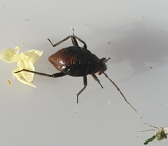 Plagiognathus arbustorum