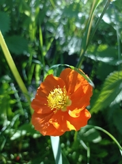 Papaver lapponicum