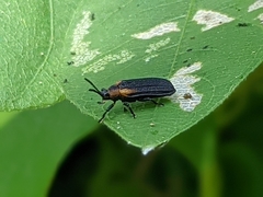 Odontota scapularis