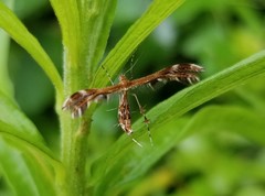 Dejongia lobidactylus