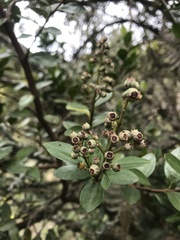 Miconia ligustrina