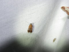 Eudactylota iobapta