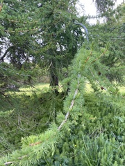 Larix sibirica