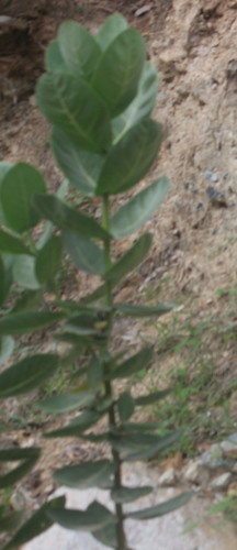 Calotropis procera