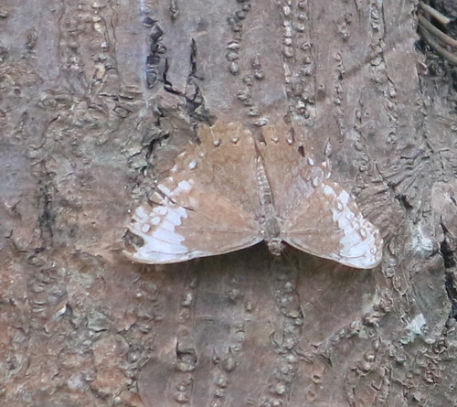 Hamadryas glauconome image