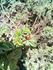 Coccinella nugatoria