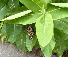 Danaus plexippus