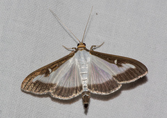 Cydalima perspectalis