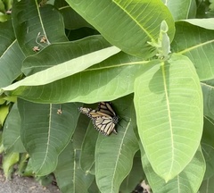 Danaus plexippus