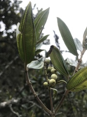 Miconia elaeoides