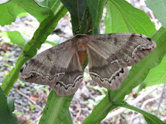 Arsenura polyodonta