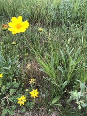 Coreopsis lanceolata